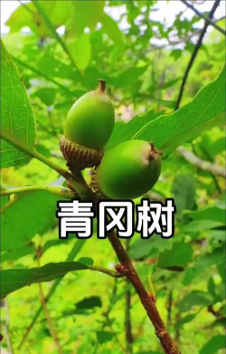 家里阳光不足怎么养花，选对植物种类，掌握养护技巧