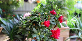 家里阳光不足怎么养花，选对植物种类，掌握养护技巧