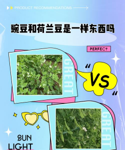 家里阳光不足怎么养花，选对植物种类，掌握养护技巧
