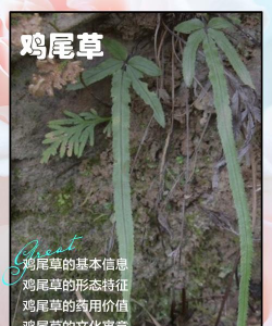 家里阳光不足怎么养花，选对植物种类，掌握养护技巧