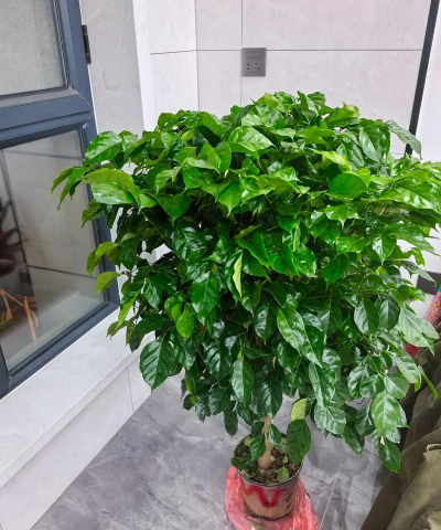 家里阳光不足怎么养花，选对植物种类，掌握养护技巧