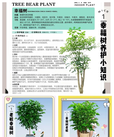 幸福树寓意是什么 幸福树寓意是什么