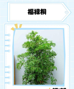 家里阳光不足怎么养花，选对植物种类，掌握养护技巧