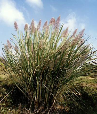 家里阳光不足怎么养花，选对植物种类，掌握养护技巧