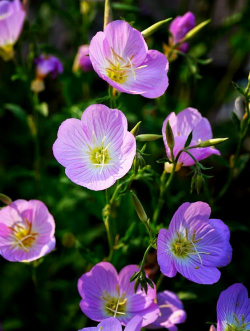 家里阳光不足怎么养花，选对植物种类，掌握养护技巧