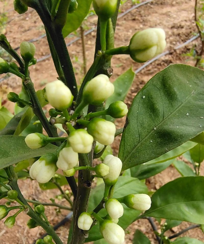 家里阳光不足怎么养花，选对植物种类，掌握养护技巧