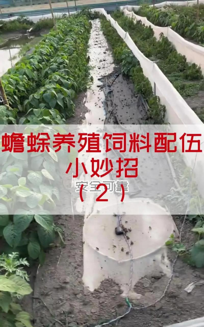 蟾蜍吃什么怎样喂养