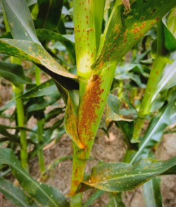 小众送妈妈的花有哪些花