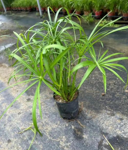 家里阳光不足怎么养花，选对植物种类，掌握养护技巧