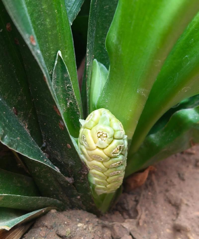 家里阳光不足怎么养花，选对植物种类，掌握养护技巧