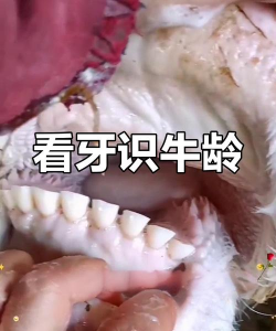 家里阳光不足怎么养花，选对植物种类，掌握养护技巧