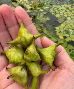 家里阳光不足怎么养花，选对植物种类，掌握养护技巧