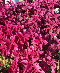 家里阳光不足怎么养花，选对植物种类，掌握养护技巧