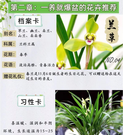 家里阳光不足怎么养花，选对植物种类，掌握养护技巧
