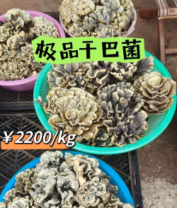 家里阳光不足怎么养花，选对植物种类，掌握养护技巧
