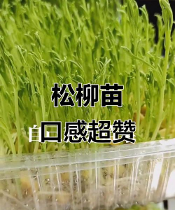 家里阳光不足怎么养花，选对植物种类，掌握养护技巧