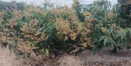 家里阳光不足怎么养花，选对植物种类，掌握养护技巧