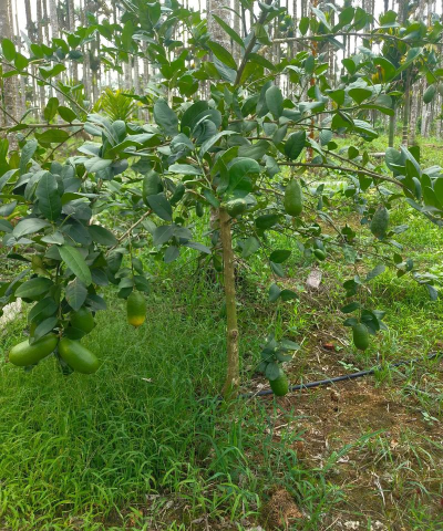 香水柠檬亩产量多少