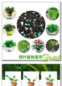 观叶植物上什么肥料 观叶植物上什么肥料