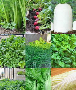 冬天在家里种植什么好呢 冬天在家里种植什么好呢