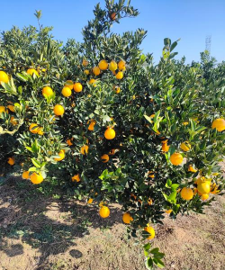 家里阳光不足怎么养花，选对植物种类，掌握养护技巧