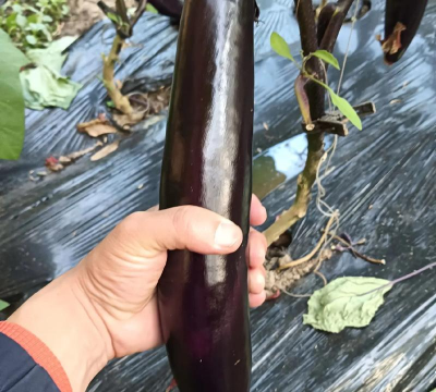 家里阳光不足怎么养花，选对植物种类，掌握养护技巧