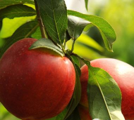 家里阳光不足怎么养花，选对植物种类，掌握养护技巧