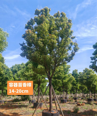 养花不好的人煞气多，养花常见问题，如何化解煞气