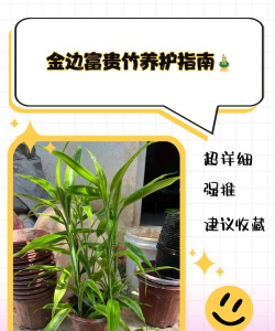 养花不好的人煞气多，养花常见问题，如何化解煞气