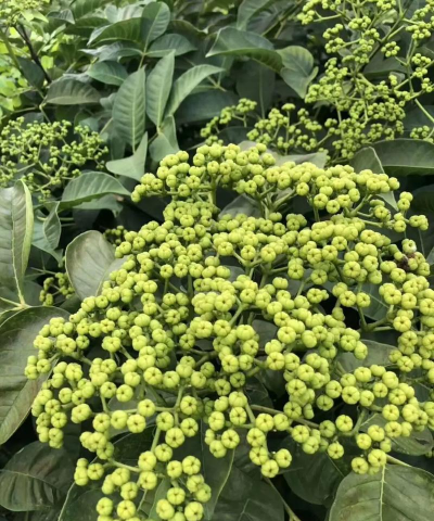 养花不好的人煞气多，养花常见问题，如何化解煞气