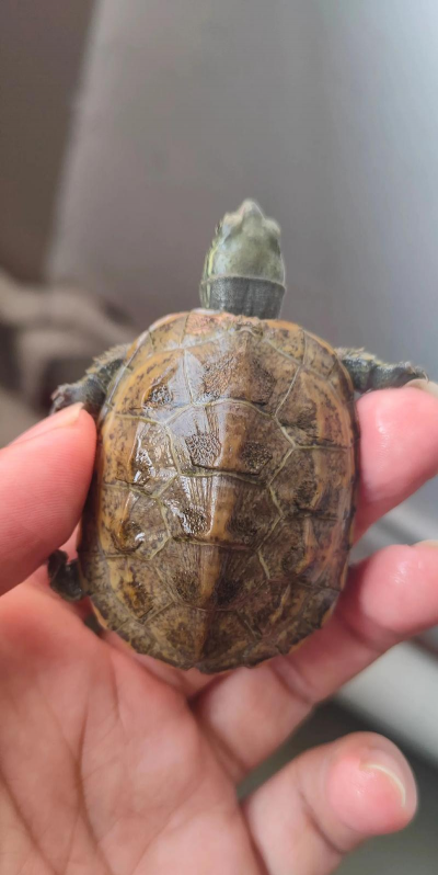 养花不好的人煞气多，养花常见问题，如何化解煞气