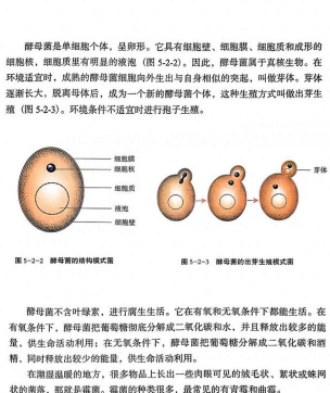 养花不好的人煞气多，养花常见问题，如何化解煞气