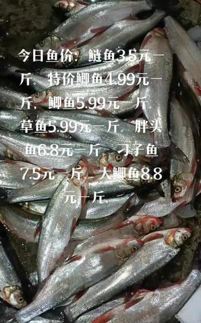 养花不好的人煞气多，养花常见问题，如何化解煞气