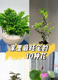 养花不好的人煞气多，养花常见问题，如何化解煞气