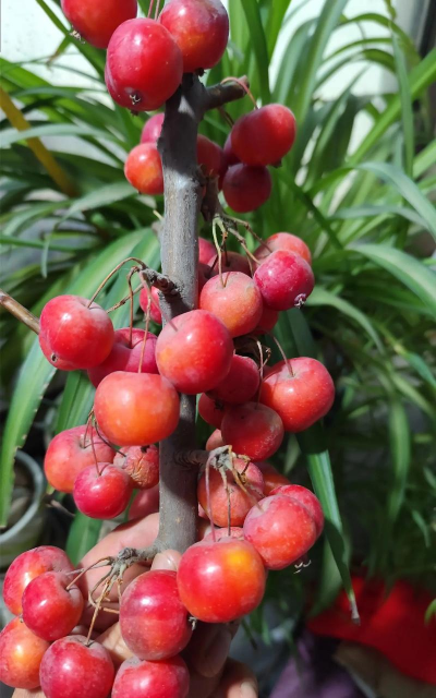 懒人养花神器，轻松打理花草，告别繁琐养护