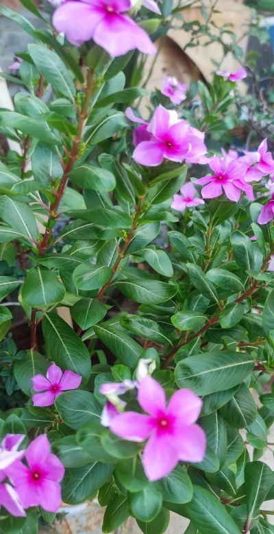 小众送妈妈的花有哪些花