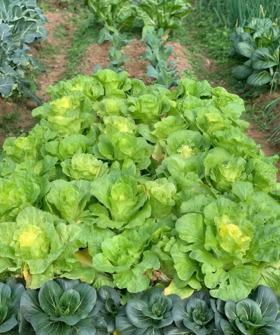 室内花卉装饰，提升居家氛围，打造自然空间