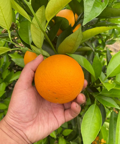 懒人养花神器，轻松打理花草，告别繁琐养护