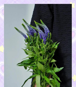 懒人养花神器，轻松打理花草，告别繁琐养护