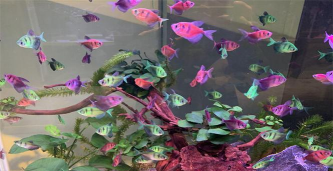 懒人养花神器，轻松打理花草，告别繁琐养护