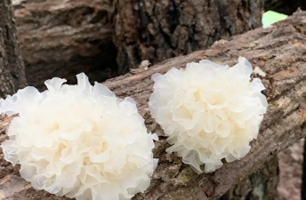 阿斯匹林能养花吗，了解实际效果，掌握正确用法