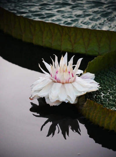 懒人养花神器，轻松打理花草，告别繁琐养护