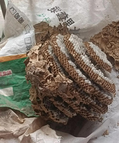 懒人养花神器，轻松打理花草，告别繁琐养护