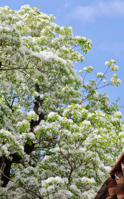 福州的花有哪些 福州的花有哪些