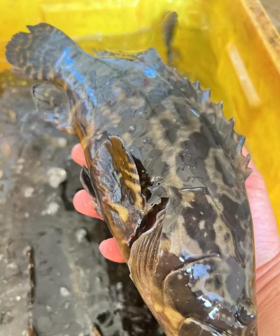 懒人养花神器，轻松打理花草，告别繁琐养护