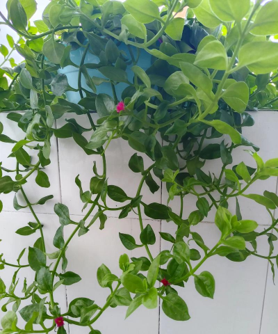 养花人社区，交流种植经验，分享养花乐趣