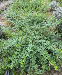 养花人社区，交流种植经验，分享养花乐趣