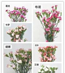 陶粒怎样养花，提升透气性，避免积水烂根