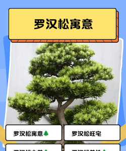 陶粒怎样养花，提升透气性，避免积水烂根