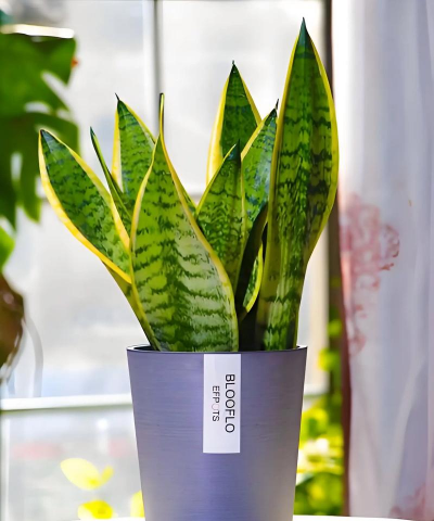 陶粒怎样养花，提升透气性，避免积水烂根